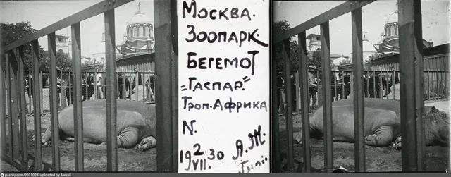 Бегемот в клетке