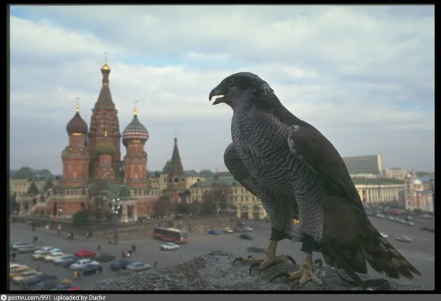 Соколы московского кремля